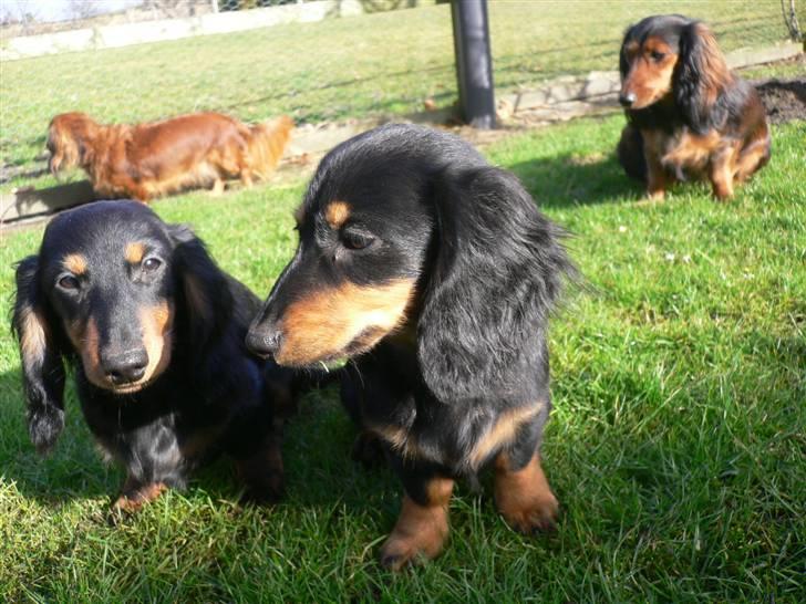 Gravhund Bornebusch`s Frida. - Hun sidder lige først for i rækken billede 3