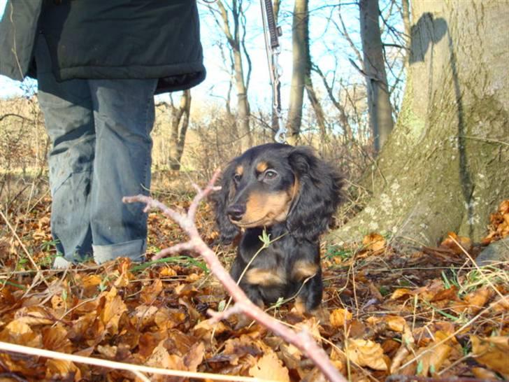 Gravhund Bornebusch`s Frida. - Frida har været i skoven på spor. billede 4