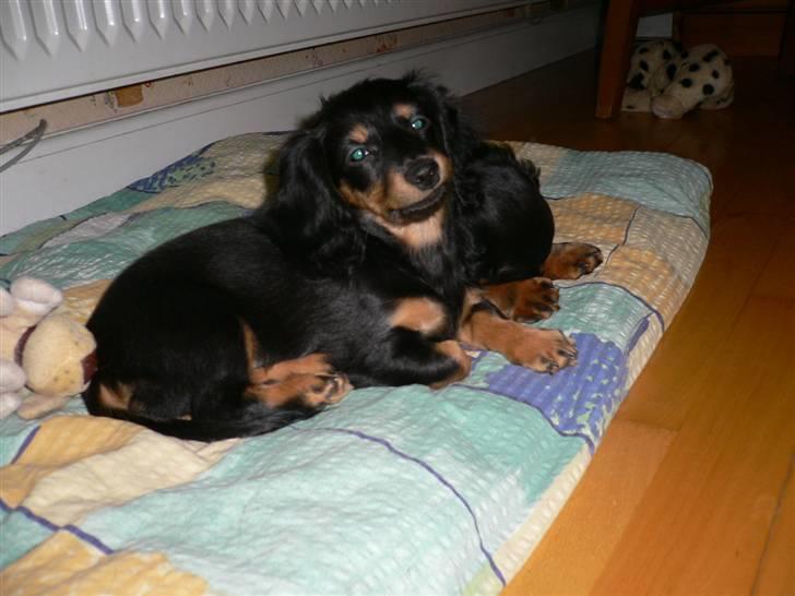 Gravhund Bornebusch`s Frida. - Hun er da ikke til at stå for. billede 5