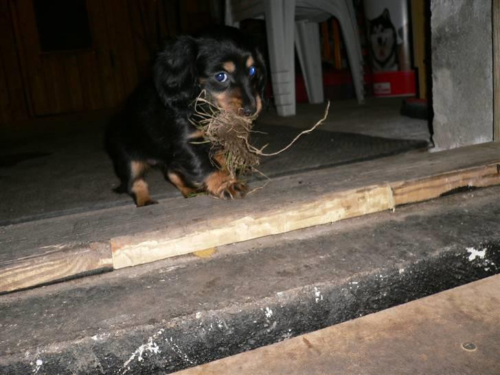 Gravhund Bornebusch`s Frida. - Ser jeg ikke rigtig fræk ud. billede 6