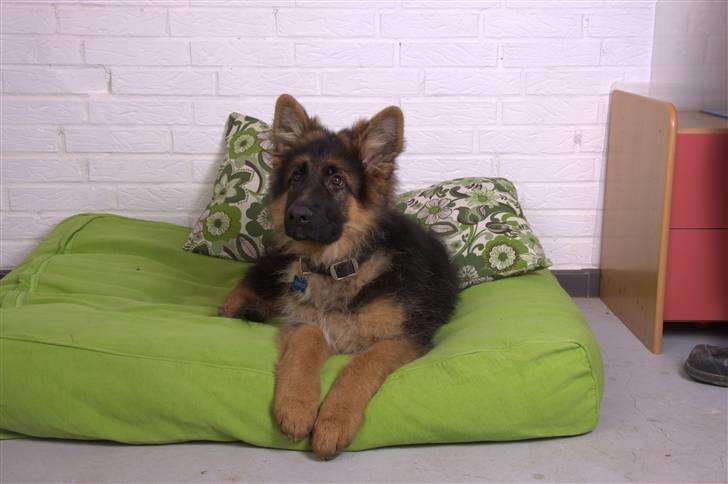 Schæferhund Dexter nyt hjem billede 8