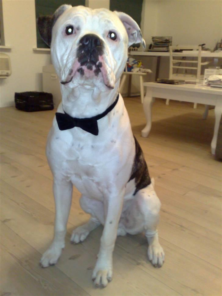 Amerikansk bulldog Buster ( Hvil i Fred ) billede 16