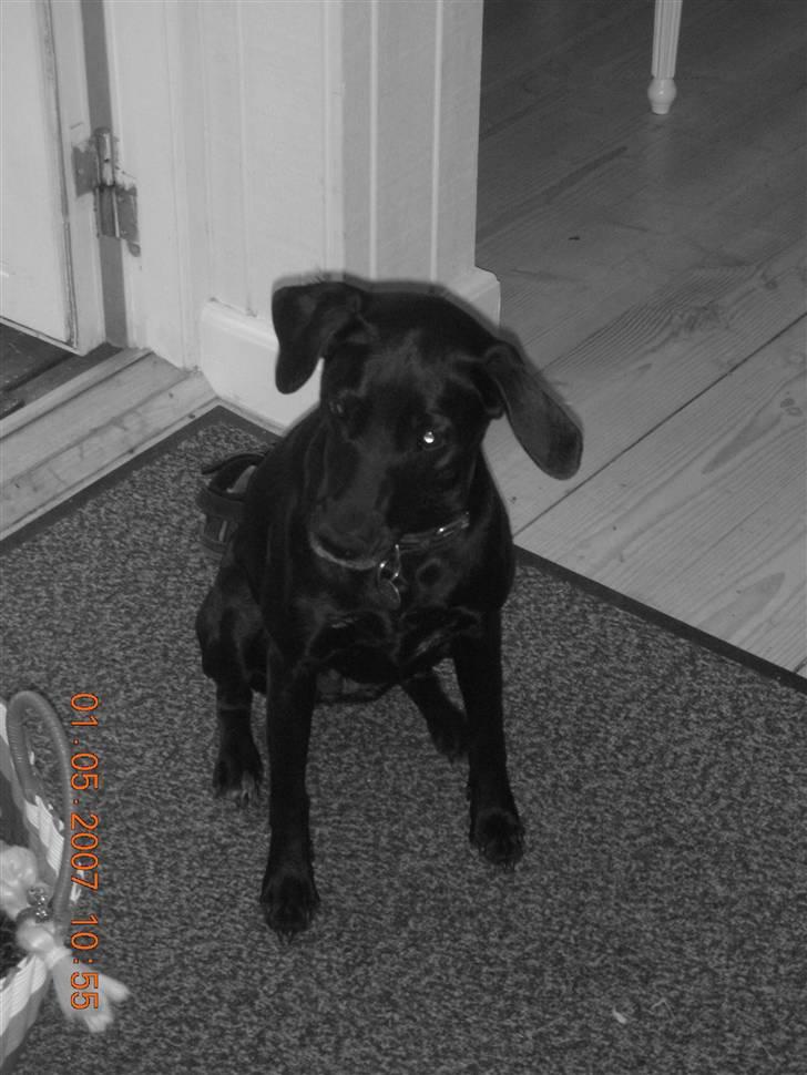 Blanding af racer Fifi billede 1