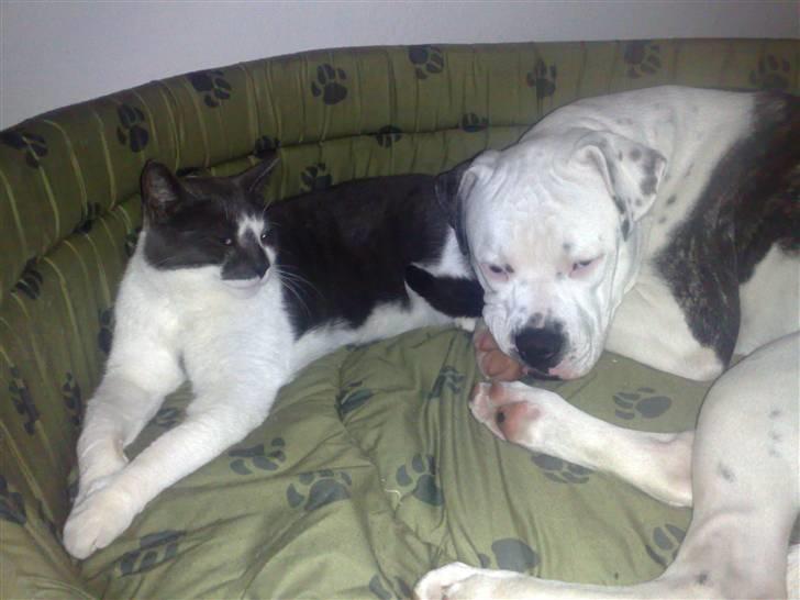 Amerikansk bulldog Buster ( Hvil i Fred ) billede 17