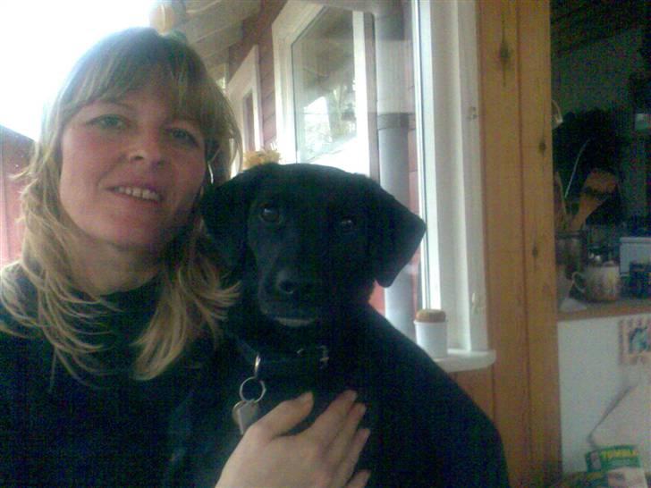 Blanding af racer Fifi billede 2