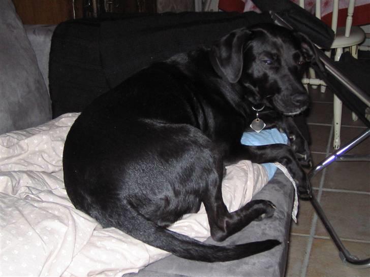 Blanding af racer Fifi billede 3