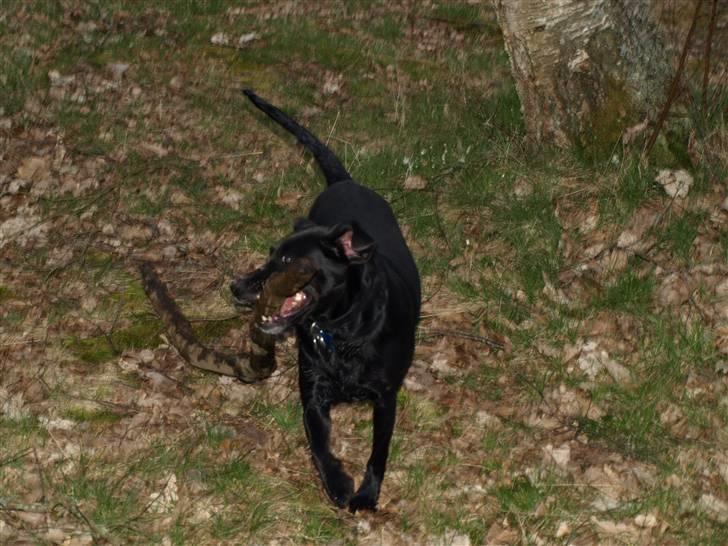 Blanding af racer Fifi - Elsker bare kæmpe kæppe! billede 5