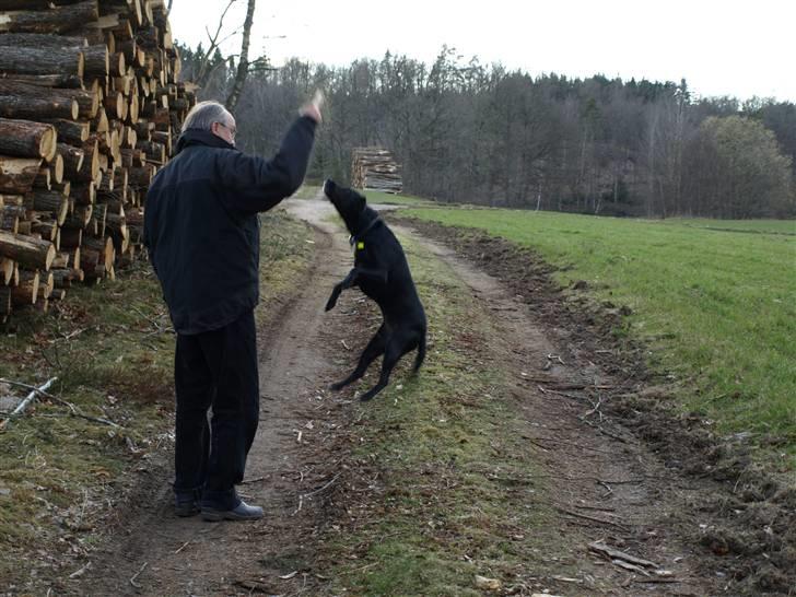 Blanding af racer Fifi - springer? billede 6