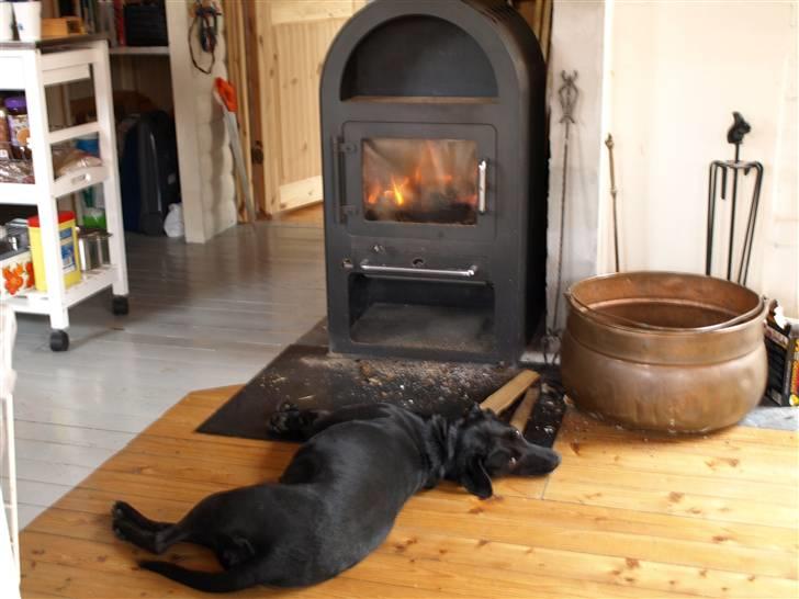 Blanding af racer Fifi billede 7