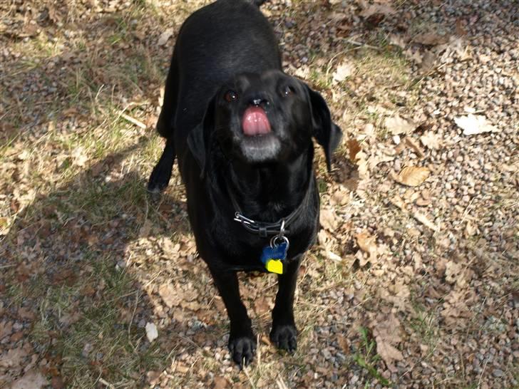 Blanding af racer Fifi billede 8