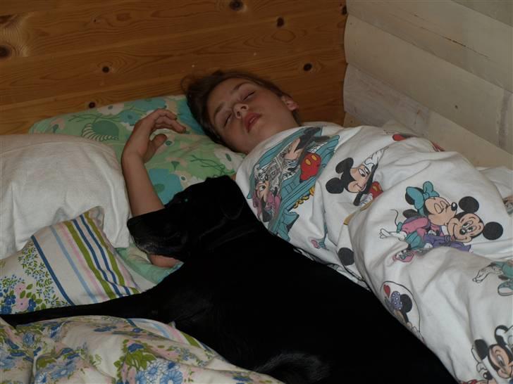 Blanding af racer Fifi - ZZzzzz billede 9