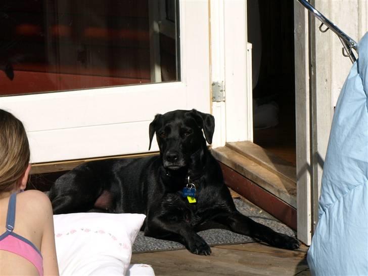 Blanding af racer Fifi billede 10