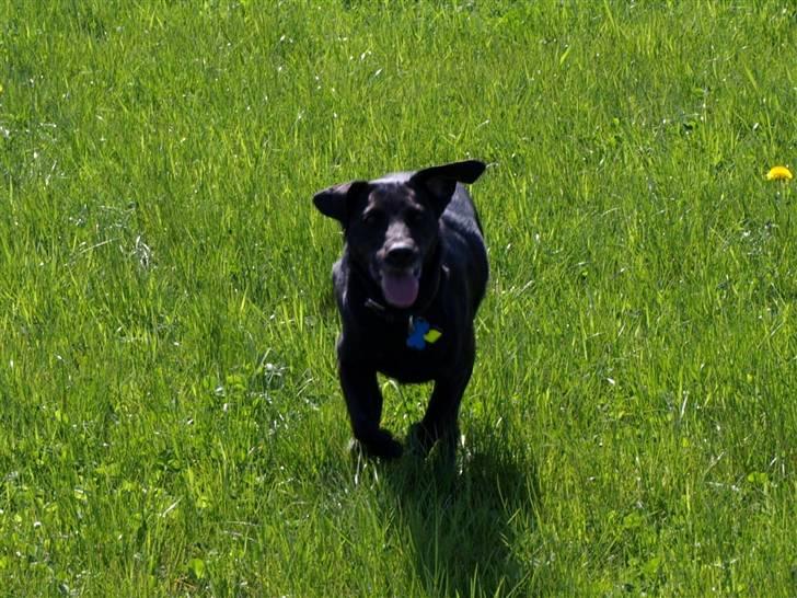 Blanding af racer Fifi billede 12