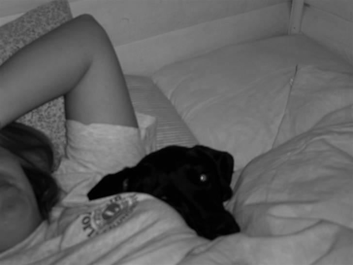 Blanding af racer Fifi billede 13