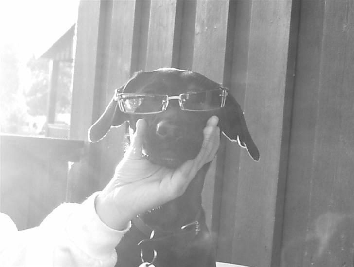 Blanding af racer Fifi - hmm er jeg ik bare mega cool, eller? billede 14