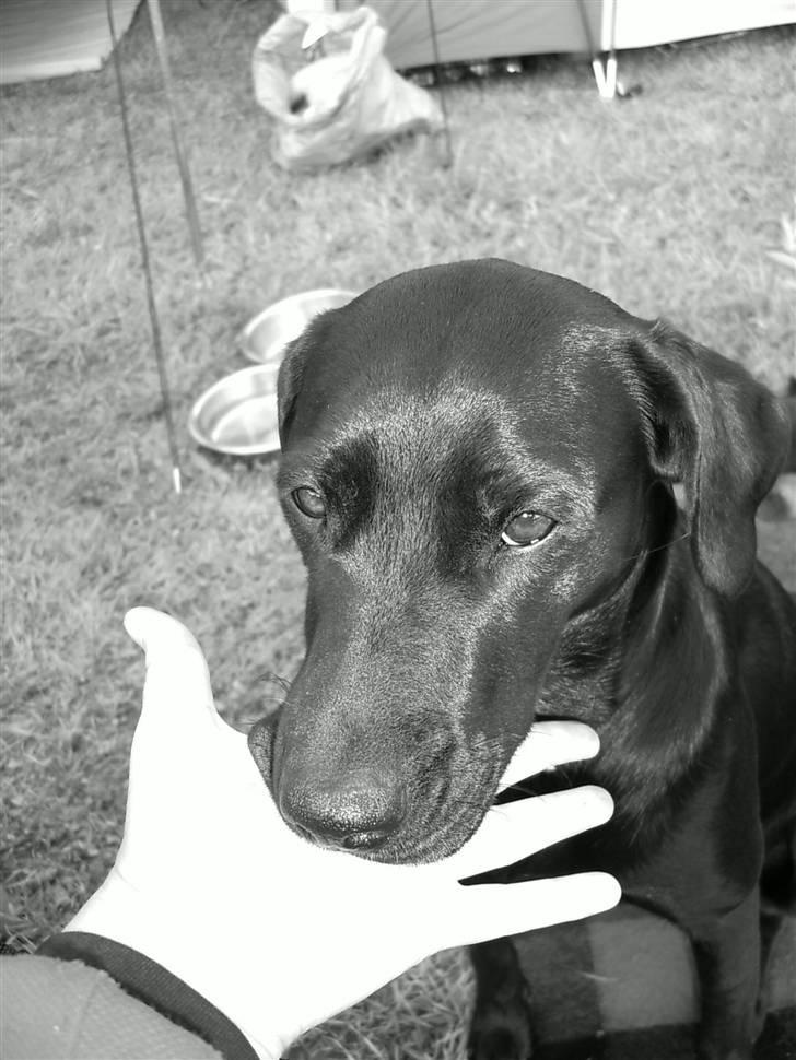 Blanding af racer Fifi - sikker? please hvis nu jeg er sød? billede 16