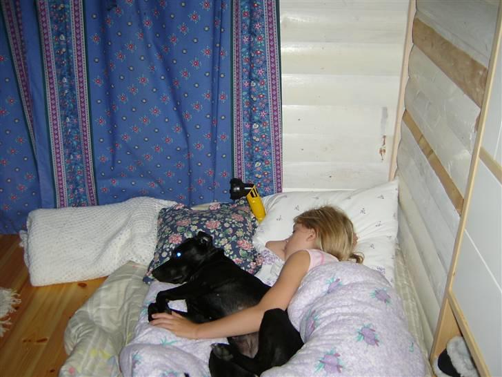 Blanding af racer Fifi - ZZzzzz billede 18