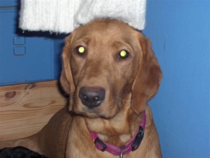 Labrador retriever trunte billede 1