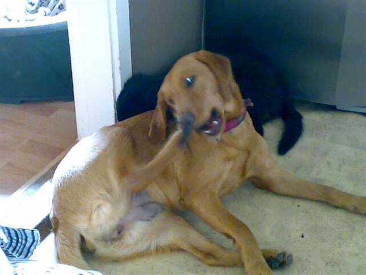 Labrador retriever trunte billede 2