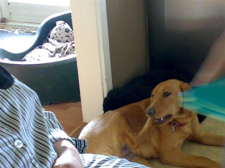 Labrador retriever trunte billede 3