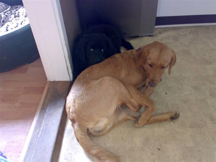 Labrador retriever trunte billede 4