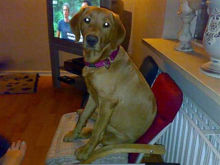 Labrador retriever trunte billede 5