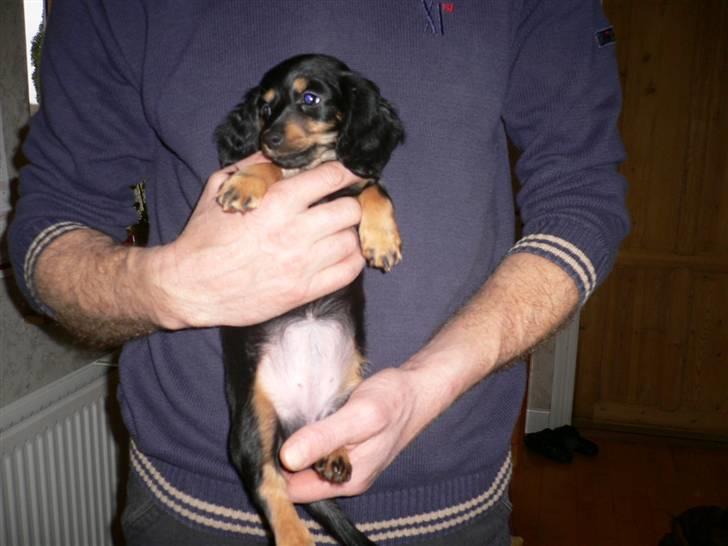 Gravhund Bornebusch`s Frida. billede 7