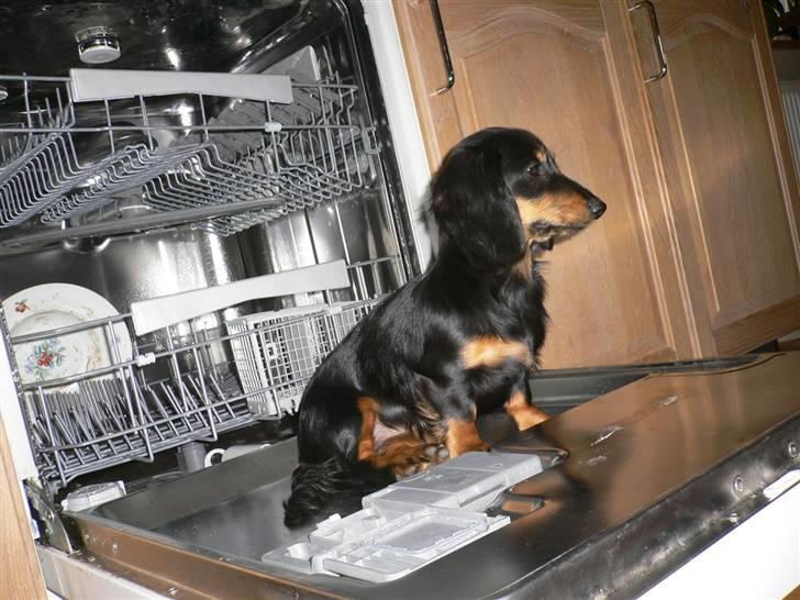 Gravhund Bornebusch`s Frida. - Kom i bare med tallerknerne,  jeg er parat. billede 8