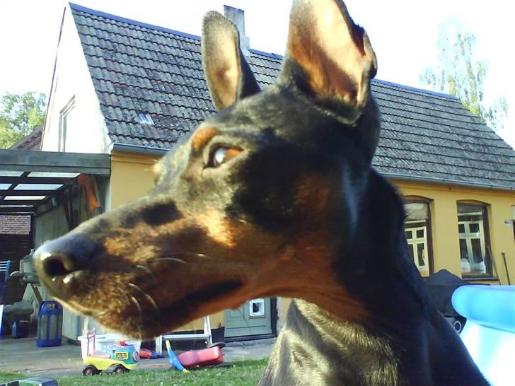 Dvaergpinscher Wiggo - Wiggo i en hyggestund i solskin. billede 15