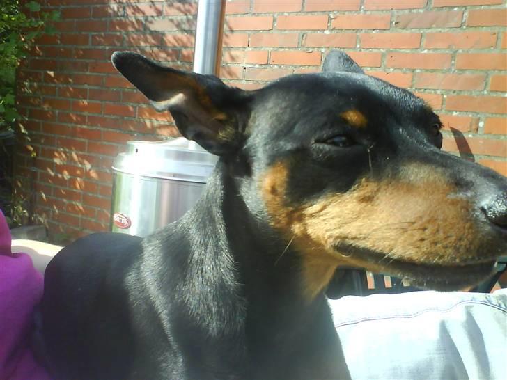 Dvaergpinscher Wiggo billede 16