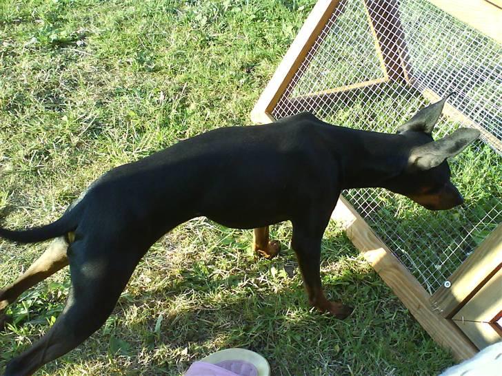 Dvaergpinscher Wiggo - Mums det marsvin kunne jeg godt tænke mig at æde......vuf vuf billede 17