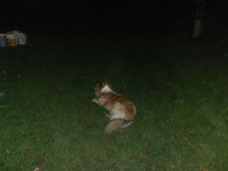 Blanding af racer django billede 15