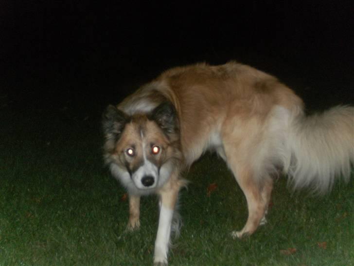 Blanding af racer django billede 16