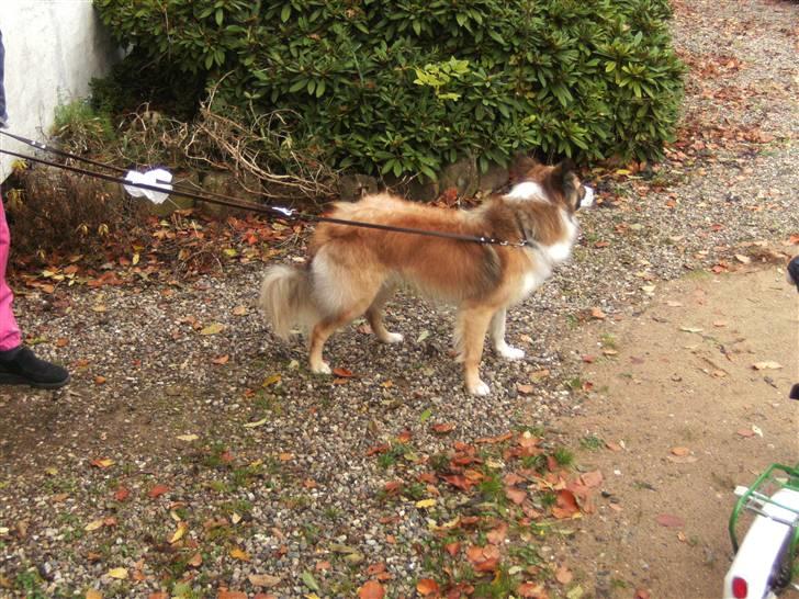 Blanding af racer django billede 17