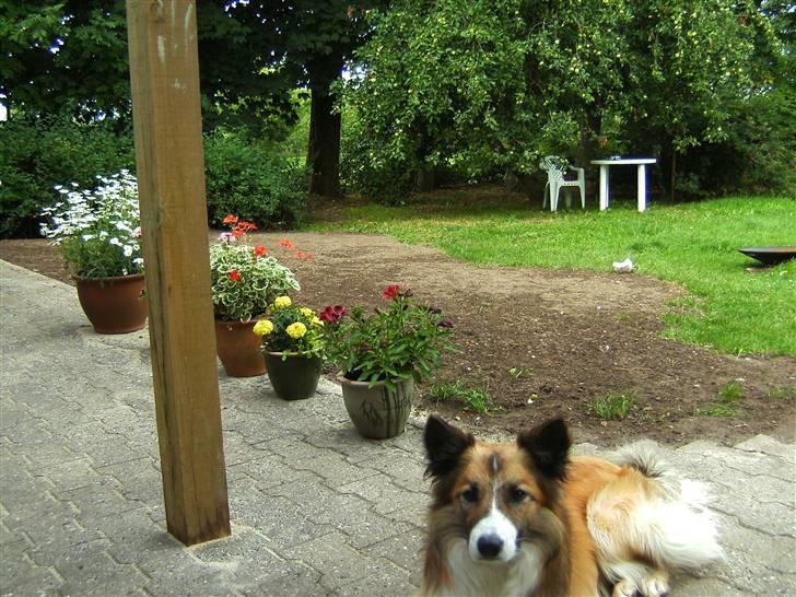 Blanding af racer django billede 18