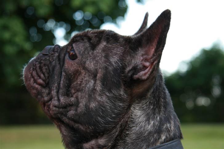 Fransk bulldog Hakonis Sweet Bella - Kigger efter fugle billede 1