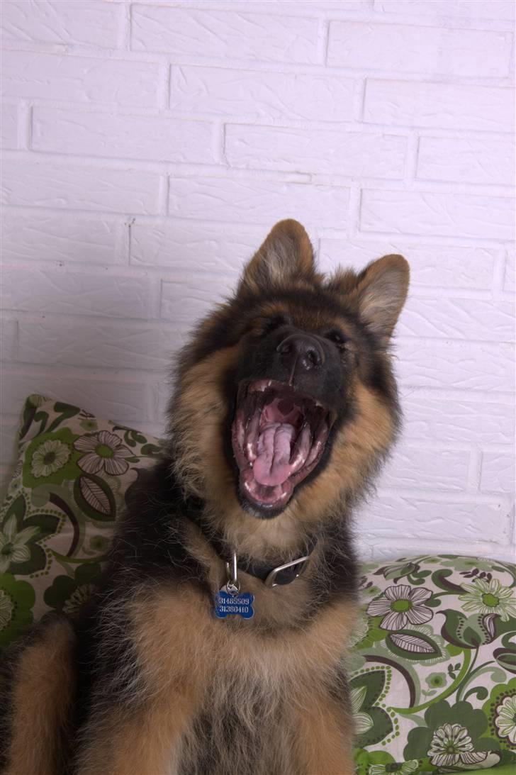 Schæferhund Dexter nyt hjem billede 10