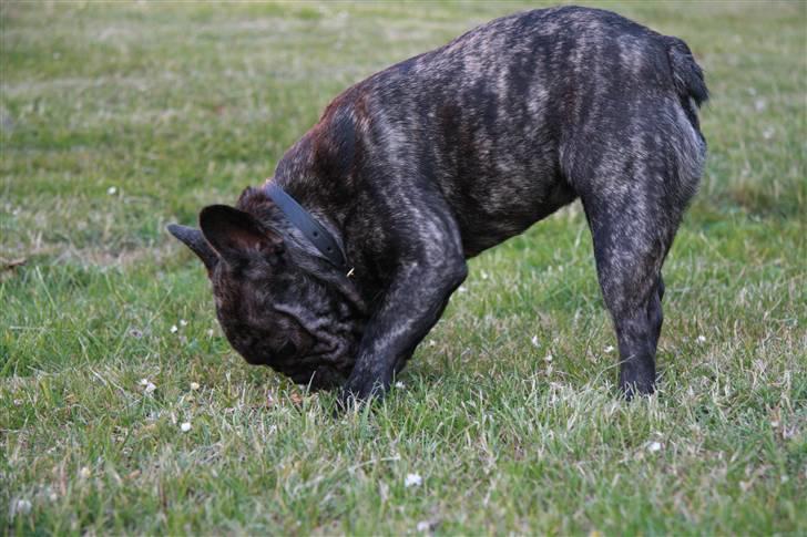 Fransk bulldog Hakonis Sweet Bella - Snuser lidt i min have billede 2
