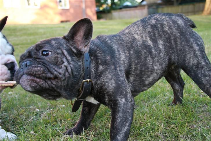 Fransk bulldog Hakonis Sweet Bella - Det er min pind Unic! billede 3