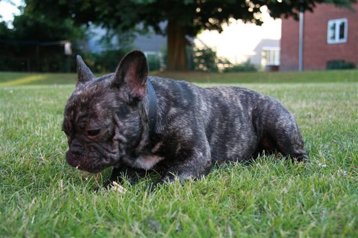 Fransk bulldog Hakonis Sweet Bella - Lidt mere af min baghave... billede 4