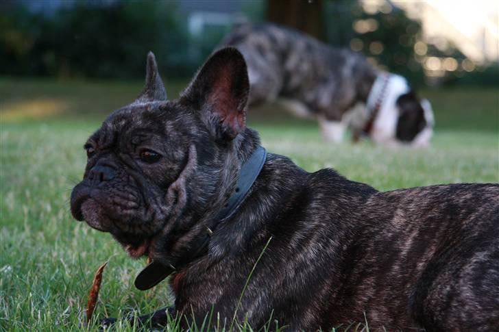 Fransk bulldog Hakonis Sweet Bella - Her styrer jeg så min baghave billede 5
