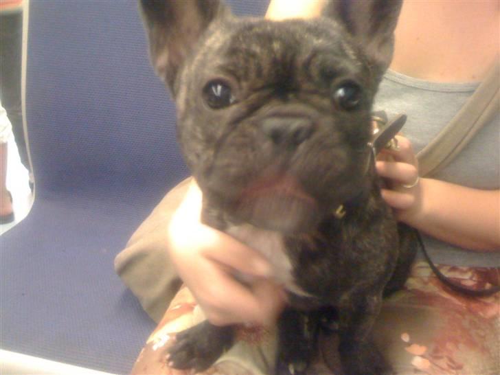 Fransk bulldog Hakonis Sweet Bella - Lidt før at jeg ikke gider mere.. billede 6