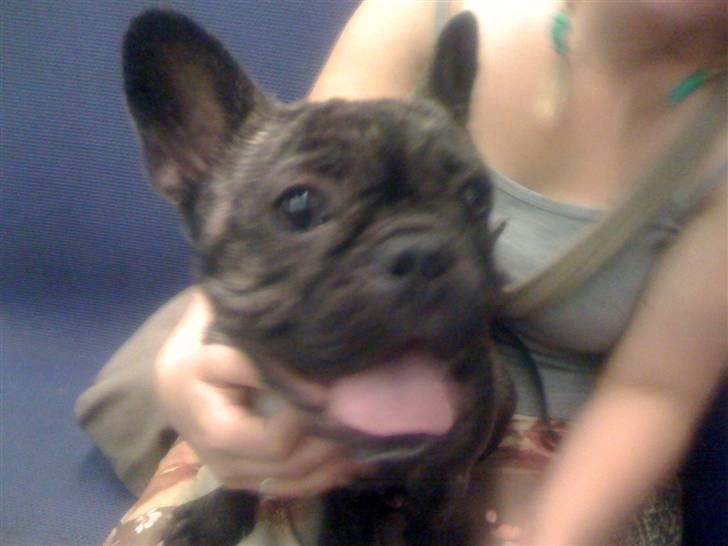 Fransk bulldog Hakonis Sweet Bella - Nu gider jeg ikke mere, vil på camping billede 7