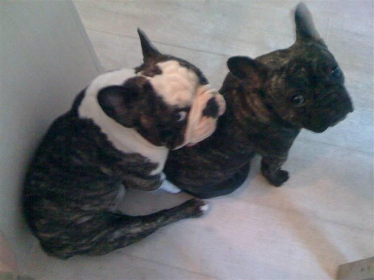 Fransk bulldog Hakonis Sweet Bella - Min helt nye legekammerat, Unic billede 8