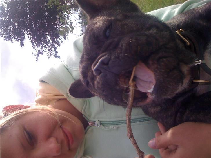 Fransk bulldog Hakonis Sweet Bella - Her leger jeg med min gode veninde på min første camping tur billede 10