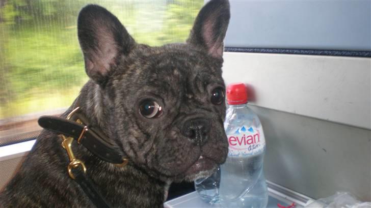 Fransk bulldog Hakonis Sweet Bella - På vej på camping, skal sidde og holde øje... billede 11
