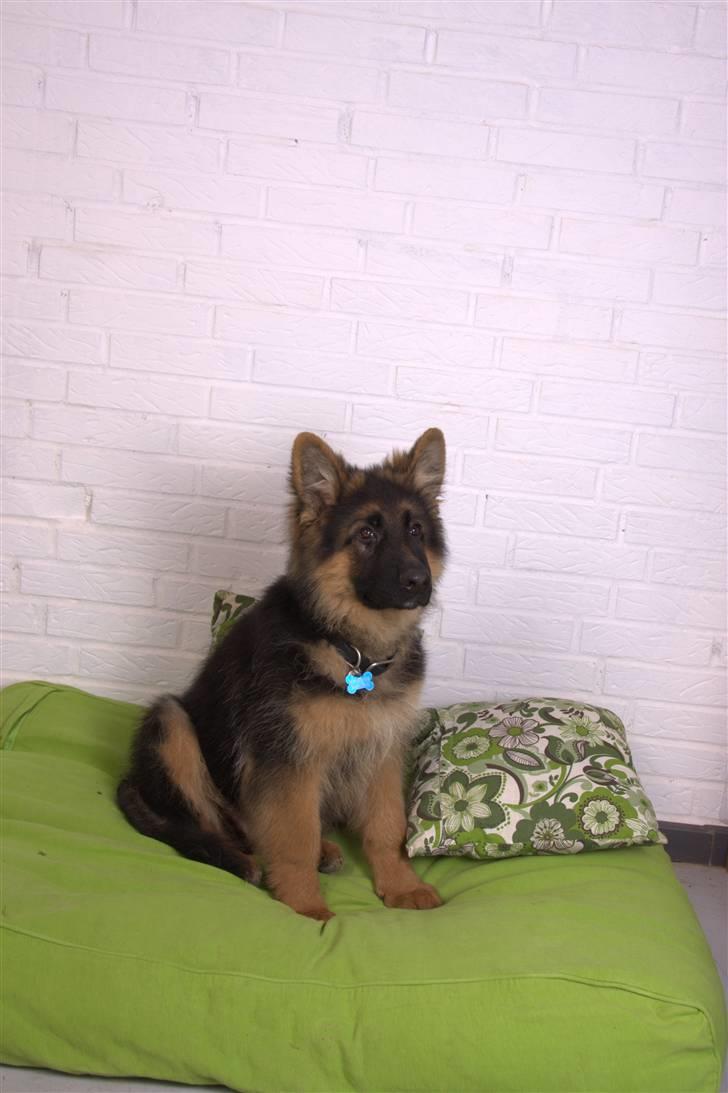 Schæferhund Dexter nyt hjem billede 11