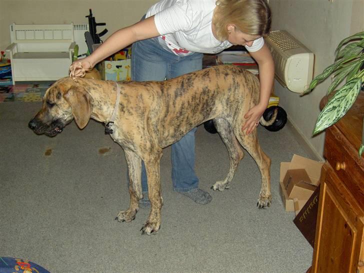 Grand danois Sassy (Siciliano Jazz) - Moar og Sassy øver os i at stå pænt og noget svært noget mor kalder "vente"... Hmmm. billede 17