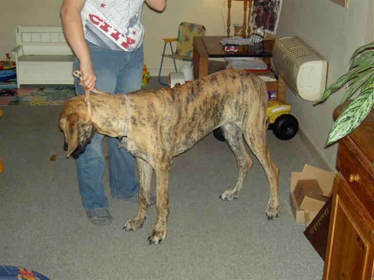 Grand danois Sassy (Siciliano Jazz) - Jeg kan godt det der med at stå pænt,men det der med at gå pænt og lige DET gider jeg helst ikke, men mor siger jeg skal... ØV! billede 18