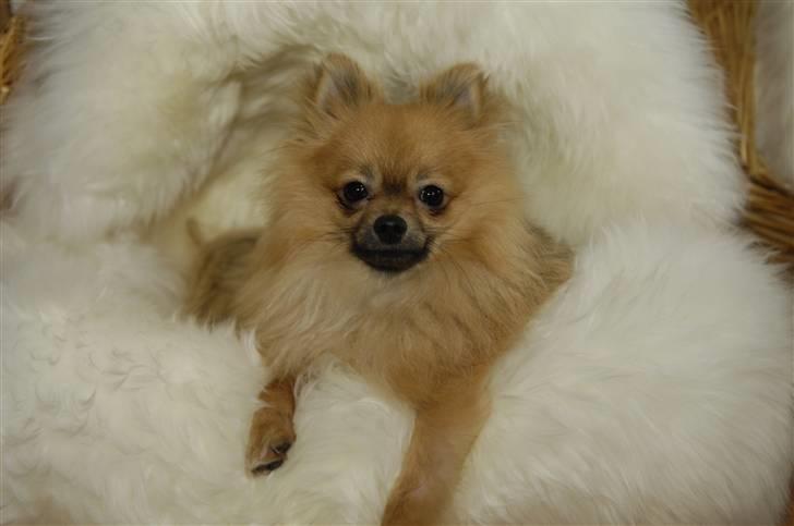 Pomeranian Malik R.I.P billede 4